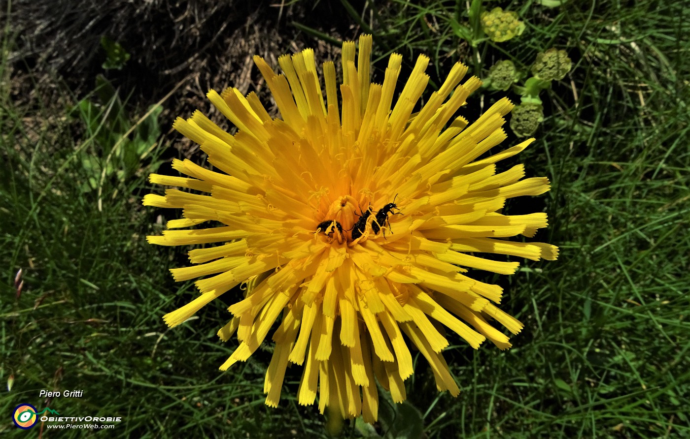 71 Bel fiore giallo con ospiti.JPG